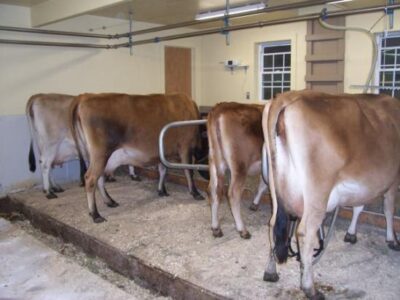 How to Start & Manage a Micro Dairy: Step 1 Image